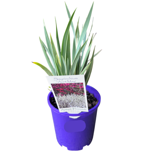 Sisyrinchium Aunt May 14cm