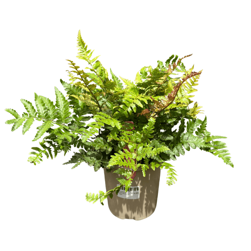 Dryopteris erythrosora 12cm