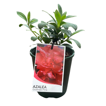 Azalea 12cm