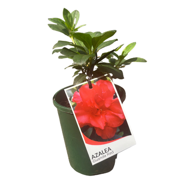 Azalea 12cm