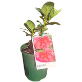 Azalea 12cm