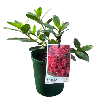 Azalea 12cm