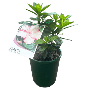 Azalea 12cm