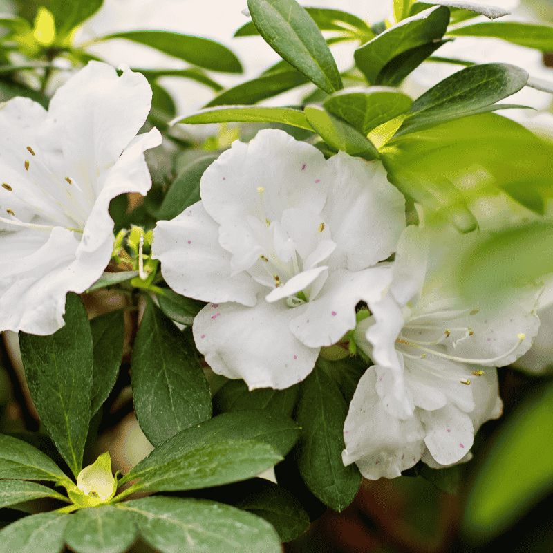 Azalea White Dragon 17cm