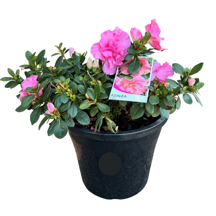 Azalea Luci 25cm