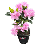 Azalea Assorted 14cm
