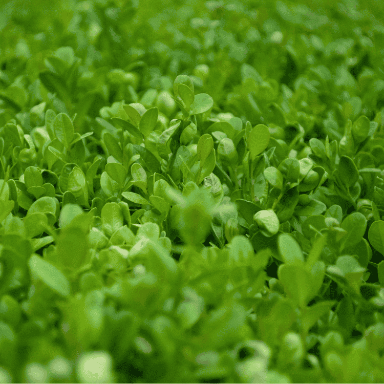 Buxus microphylla Japanese Box 20cm
