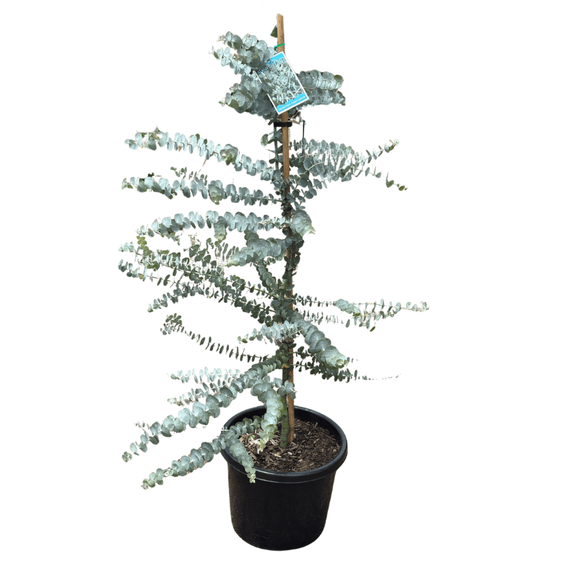 Eucalyptus pulverulenta Baby Blue 33cm