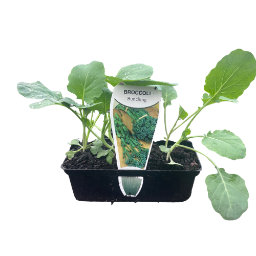 Broccoli Baby Bunching Metric Punnet