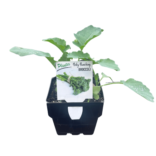 Broccoli Baby Bunching 10cm