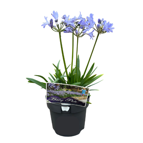 Agapanthus Baby Pete 14cm