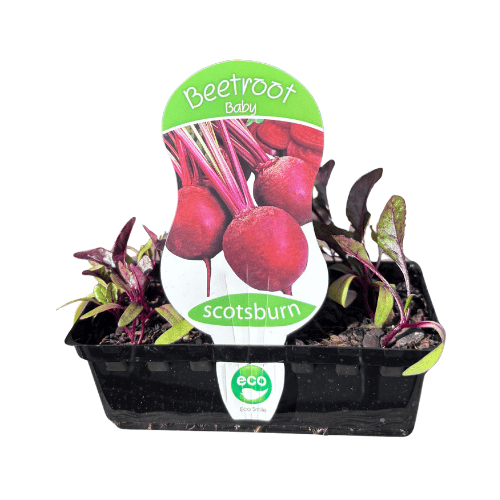 Beetroot Baby Punnet