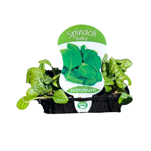 Spinach Baby Punnet