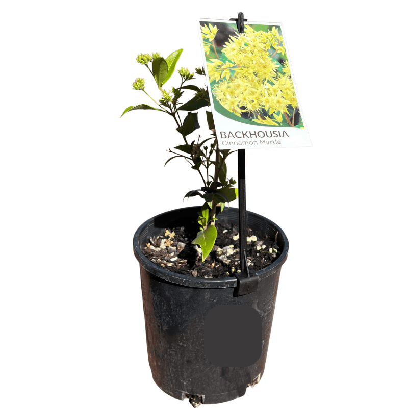 Backhousia myrtifolia Cinnamon Myrtle 14cm