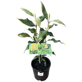 Backhousia citriodora 14cm