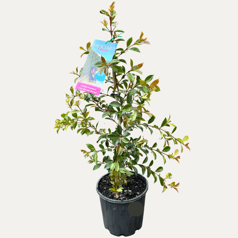 Syzygium 'Backyard Bliss' 20cm