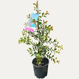 Syzygium 'Backyard Bliss' 20cm