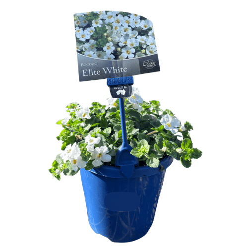 Bacopa Elite White 15cm
