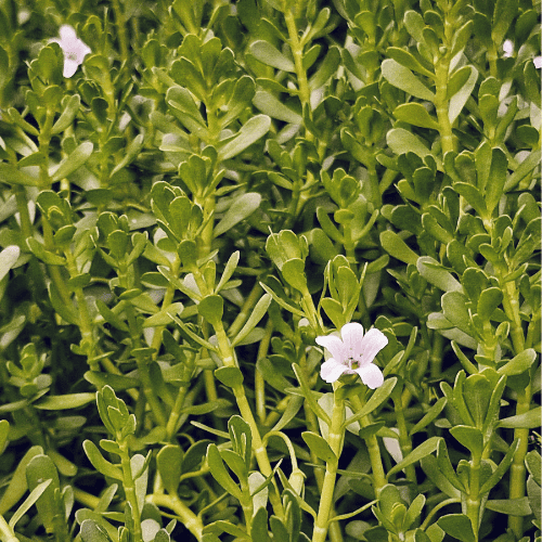 Bacopa monniera 12.5cm