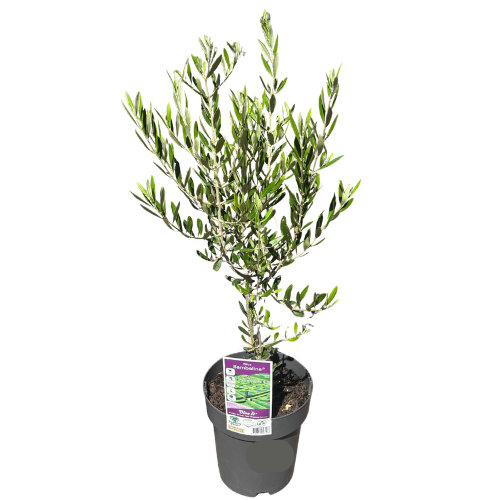 Olive Bambalina 20cm