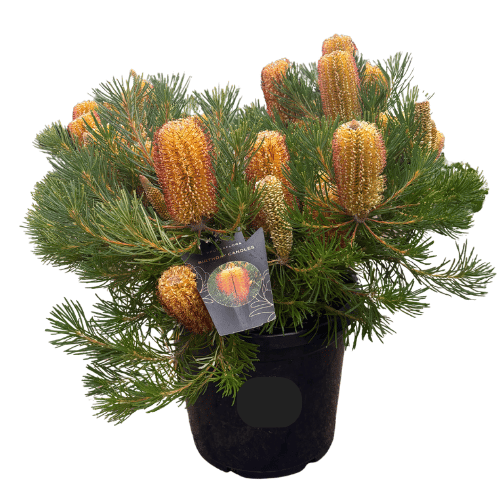 Banksia spinulosa 'Birthday Candles' 30cm