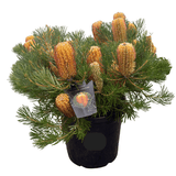 Banksia spinulosa 'Birthday Candles' 30cm