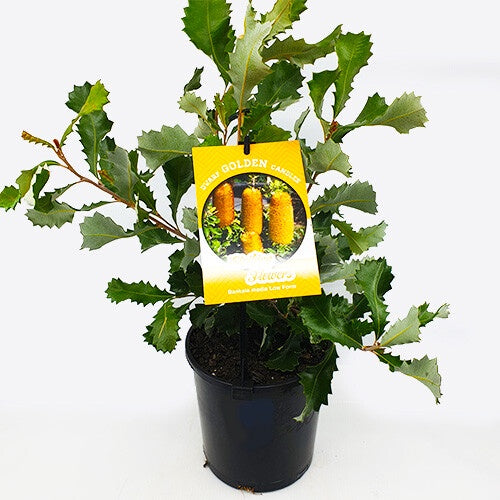 Banksia 'Dwarf Golden Candles' 14cm