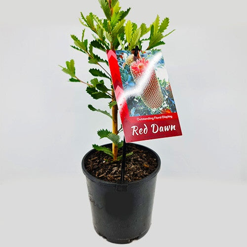 Banksia 'Red Dawn' 14cm