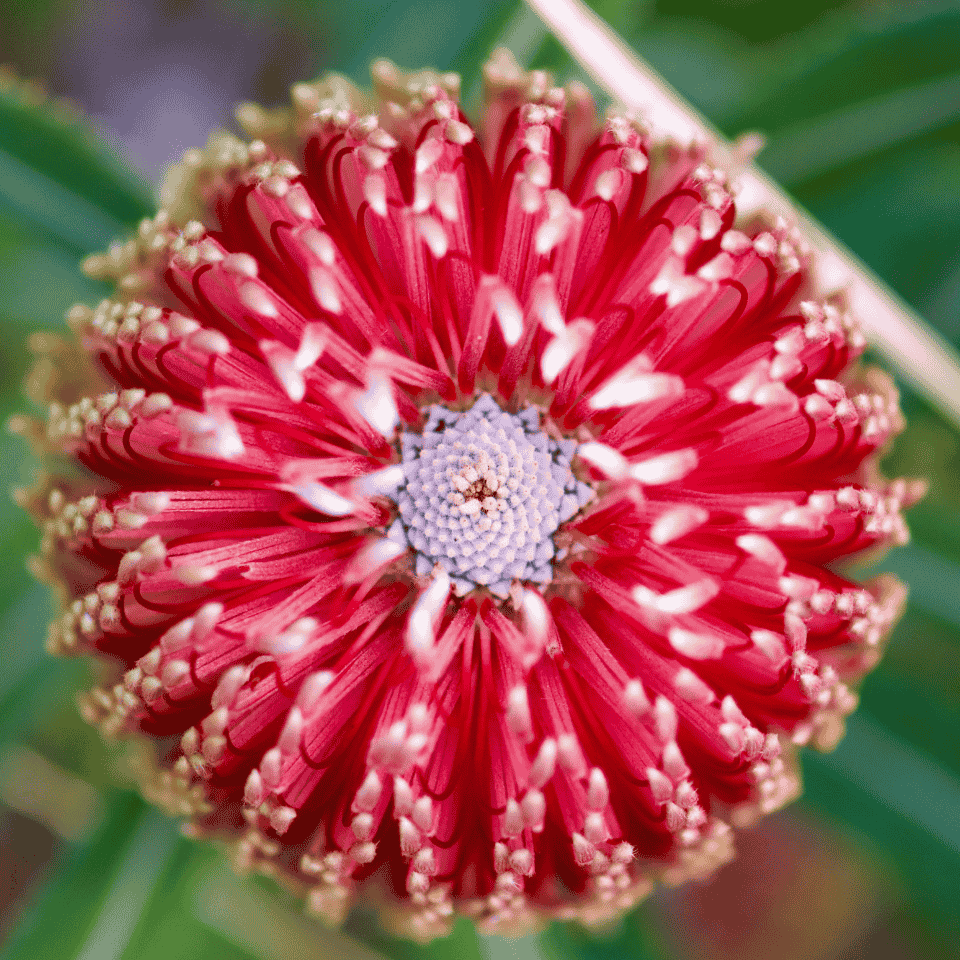 Banksia praemorsa 'Red Dawn' 33cm