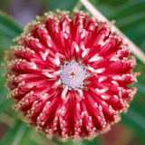 Banksia praemorsa 'Red Dawn' 33cm