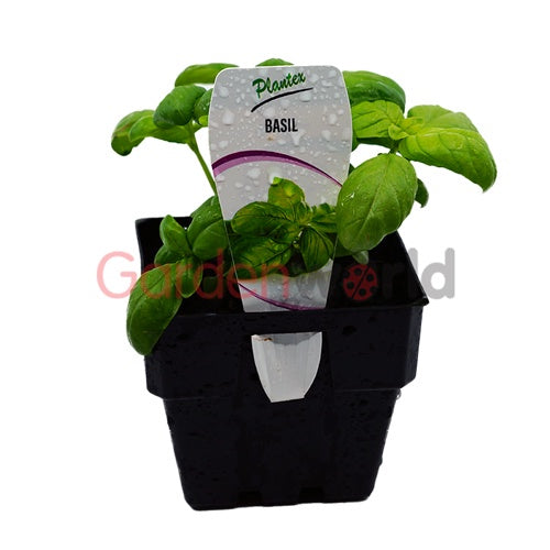 Basil Genovese 10cm