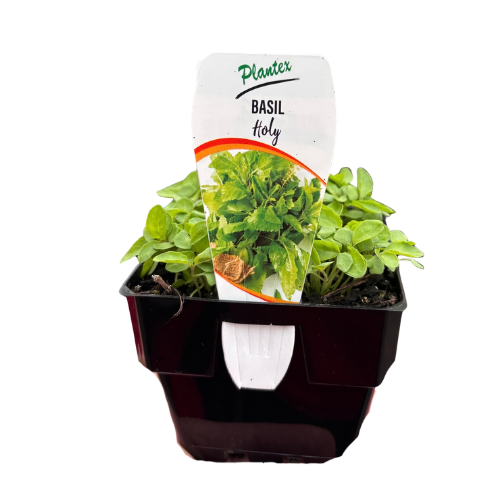 Basil Holy_ 10cm