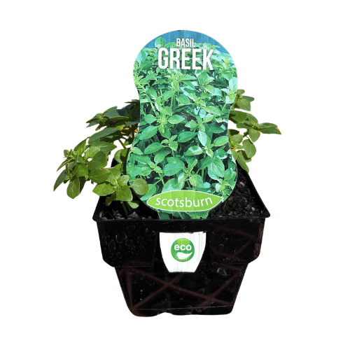 Basil Greek 10cm