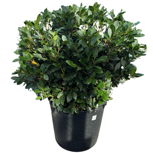 Laurus nobilis Baby Bay 70L