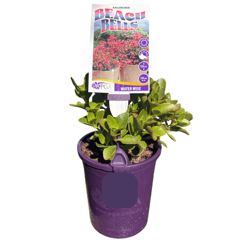 Kalanchoe 'Beach Bells' 14cm