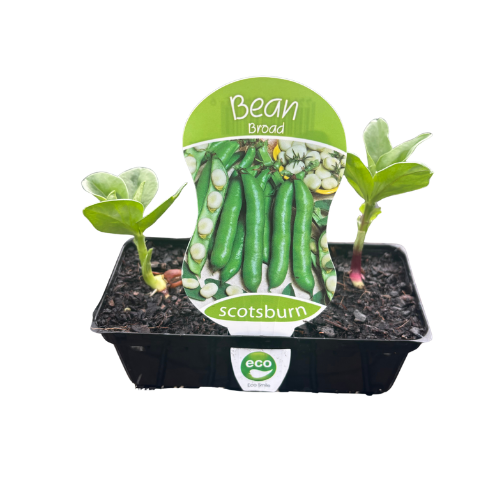 Bean Broad Punnet