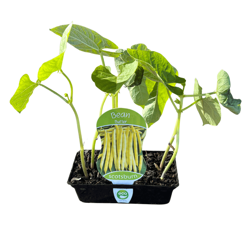 Bean Butter Punnet