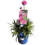 Armeria Bee's Ruby 14cm