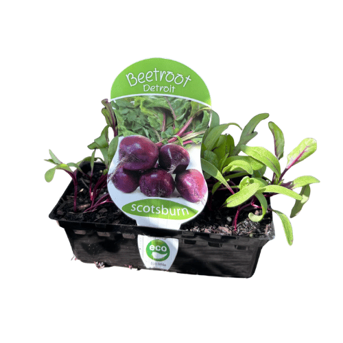Beetroot Detroit Punnet
