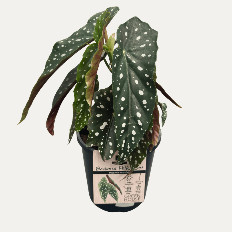 Begonia maculata 17cm