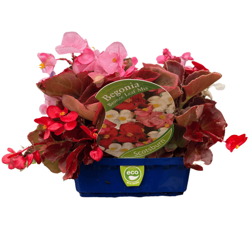 Begonia Bronze Leaf Mix