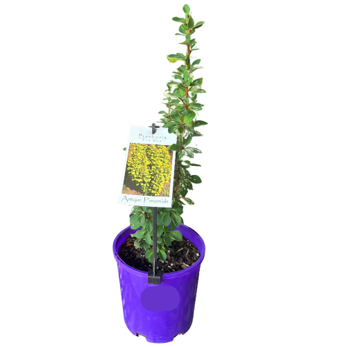 Berberis thunbergii Pow Wow 14cm