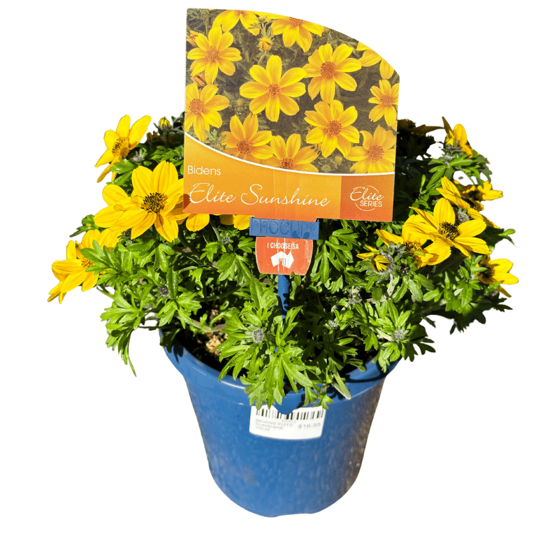 Bidens Elite Sunshine 15cm