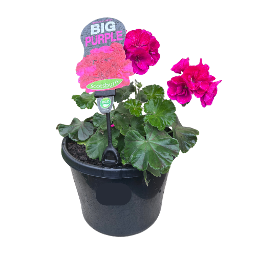 Geranium Big Purple 20cm