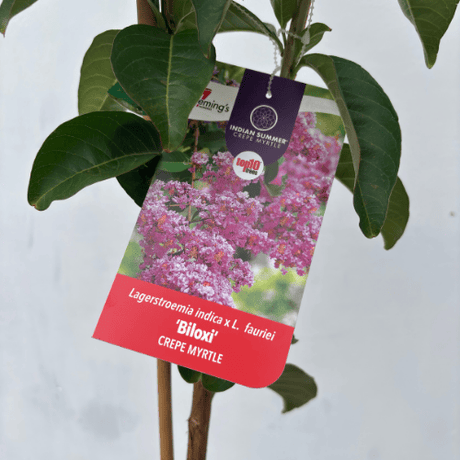 Lagerstroemia indica Biloxi 25cm Tree