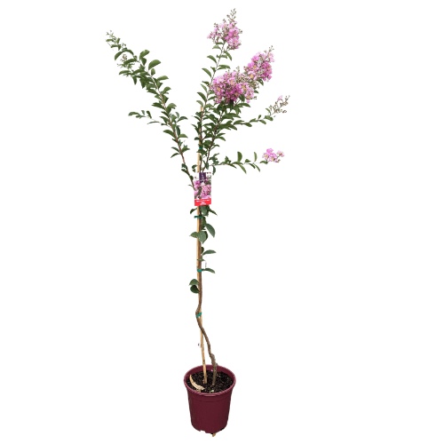 Crepe Myrtle 'Lipan' 25cm Tree