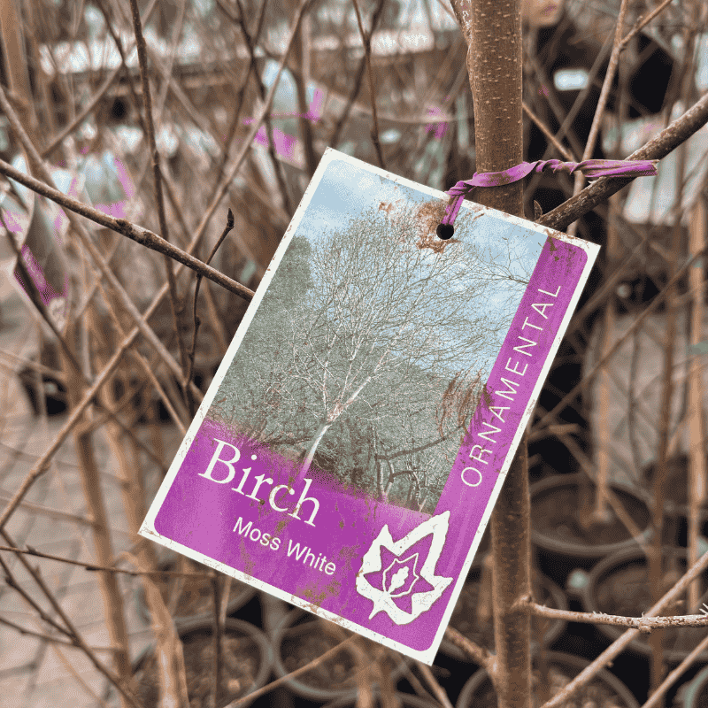 BETULA MOSS WHITE FRESH SIZE 1