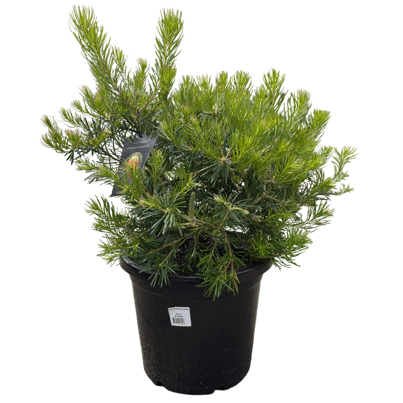 Banksia spinulosa 'Birthday Candles' 30cm