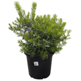 Banksia spinulosa 'Birthday Candles' 30cm