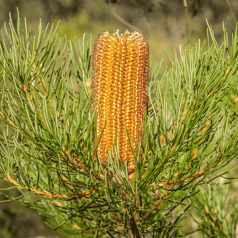 Banksia 'Birthday Candles' 18cm